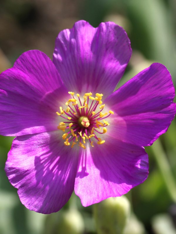 Calandrinia grandiflora