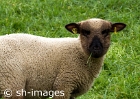 Schafe